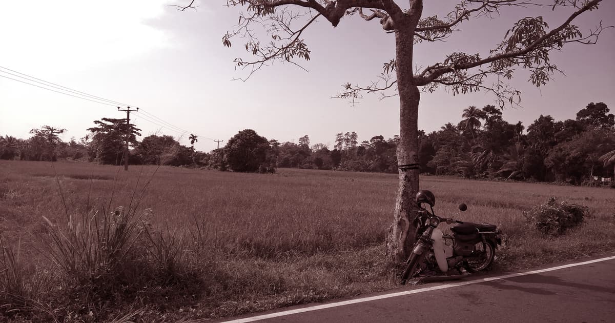 A quiet country road beside open fields and a tree